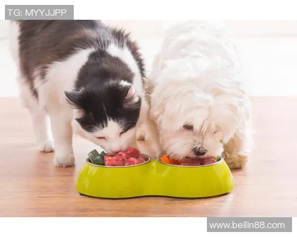 宠物充气足球带来的快乐时光让您的爱宠尽情享受运动乐趣与亲密互动